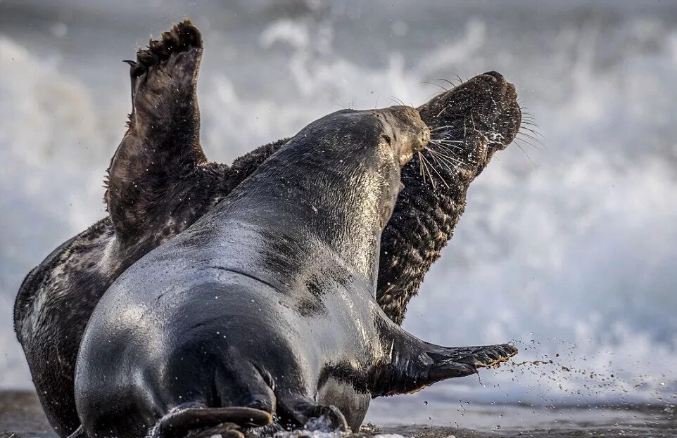 холидей бой тюлени. балтийский серый тюлень. тюлень и морской котик. борьба ластоногих. боевые тюлени.