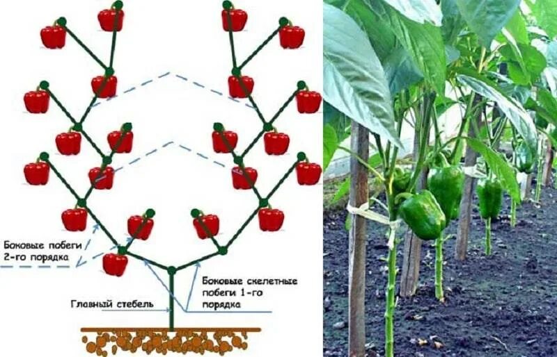 Нужно ли прищипывать перец. Пасынковать перец. Формировка болгарского перца. Формировка перца в теплице. Пасынкование перцев в открытом грунте схема.