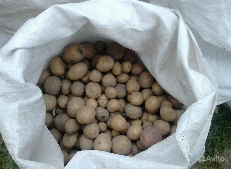 Картофель на корм куплю. Мелкая картошка. Кормовой картофель. Мелкая кормовая картошка. Фуражный картофель.