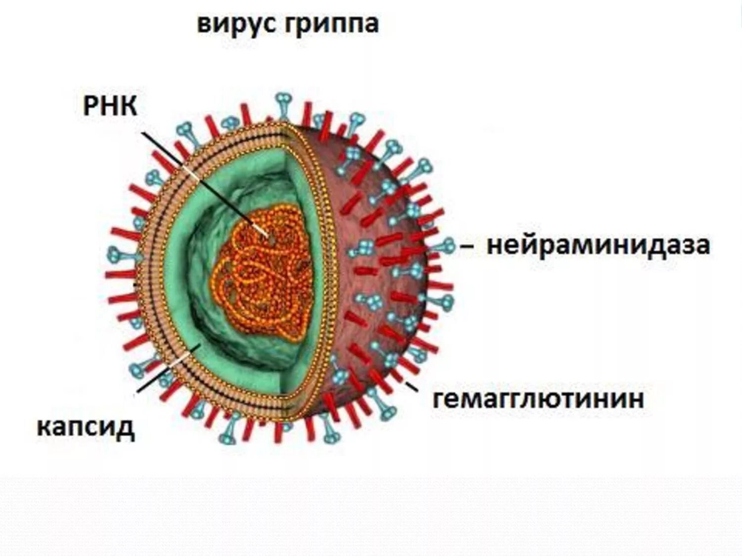 Грипп состав. Строение вируса испанского гриппа. Испанка строение вируса. Вирус гриппа строение РНК. Схематическая структура вируса гриппа.