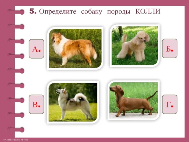 Определение породы собаки. Определи породу собаки. Распознать собаку. Определение собаки по фото.