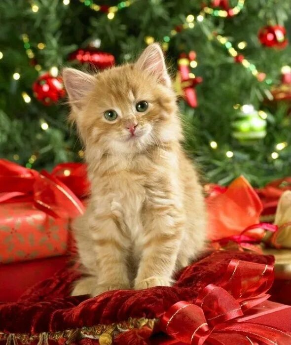 Новогодние котята. Котята в новогодних шапочках. Котята новый год. Котята новый год. Новогодние котята.