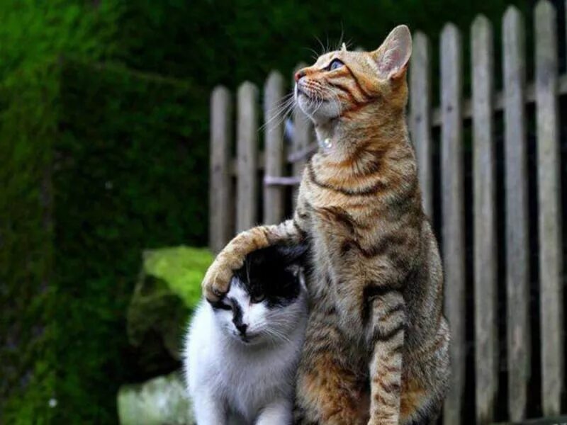 Доминирующий кот. Держит кота. кот положил голову на лапу. кот кладет лапу на голову кота. кот закинул лапу на кошку.