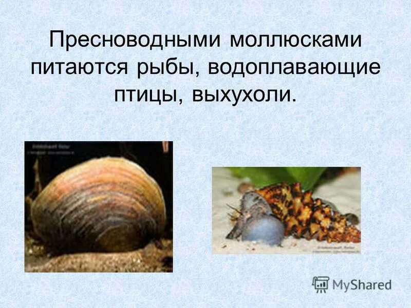 Значение моллюсков в жизни человека таблица природе Значение головоногих моллюсков в природе и жизни человека 60 фото