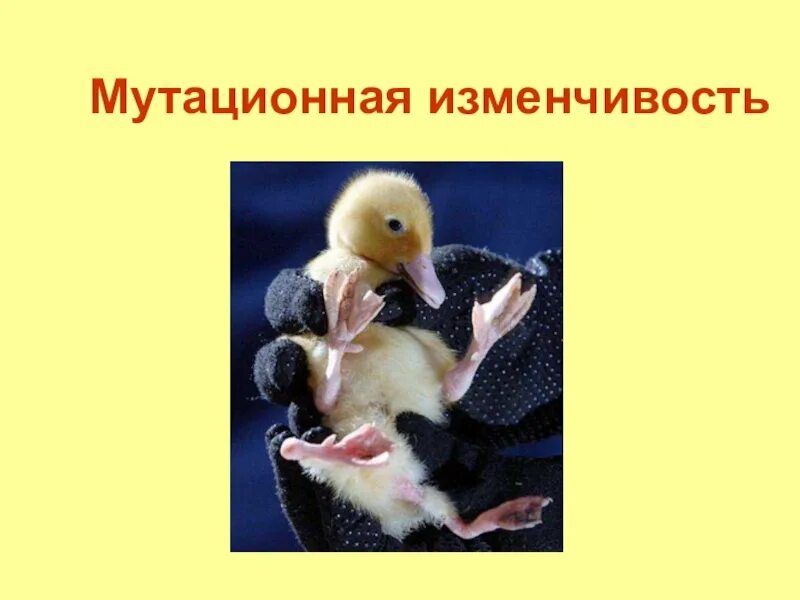 5 примеров мутационной изменчивости