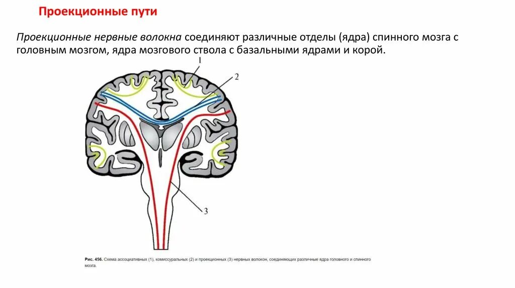 Проведенные на головном мозге. Проводящие пути головного мозга проекционные. Нервные волокна ассоциативные комиссуральные и проекционные. Проекционные пути головного мозга схема. Комиссуральные проводящие пути мозга.