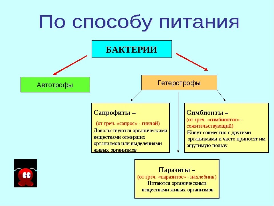 Какой тип питания характерен для большинства представителей