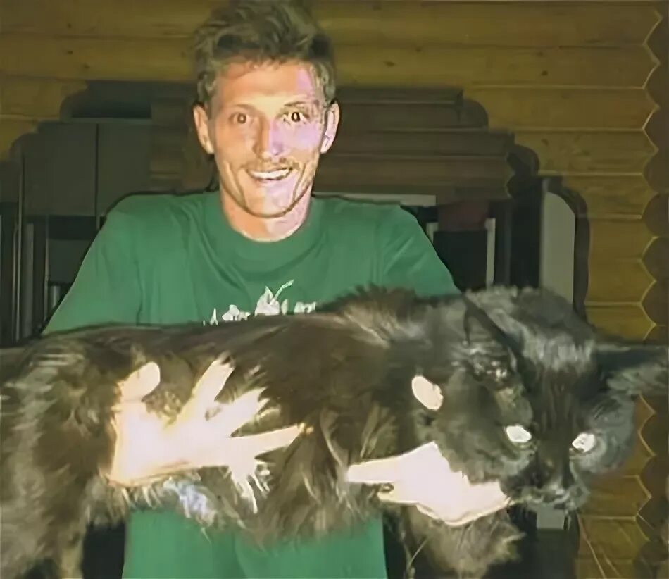Пин от пользователя инна на доске ПОРОДЫ КОШЕК Веселые мемы, Мемы, Весело