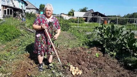 На двух опытных участках вырастили картофель