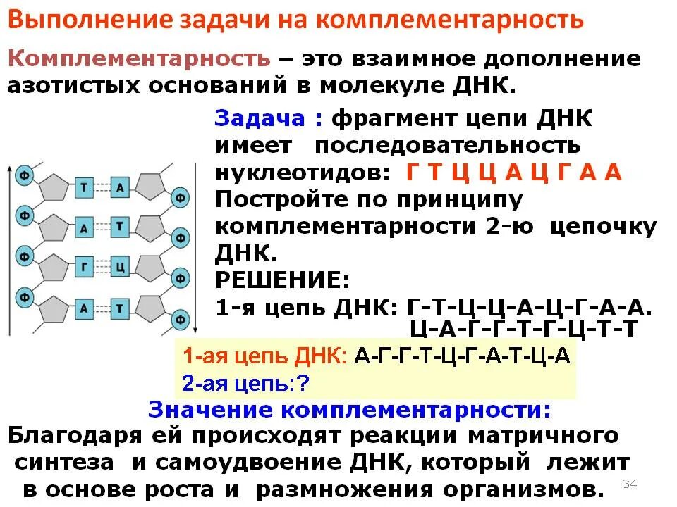 Молекула днк имеет следующую последовательность. Принцип комплементарности днк схема. строение днк принцип комплементарности. днк 1 цепь ц г г г т т а г т а днк 2 цепь. принцип комплементарности днк таблица.