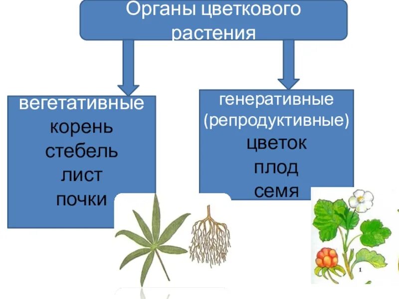 Плод это вегетативный орган