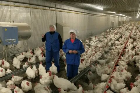 Птицефабрика дружба