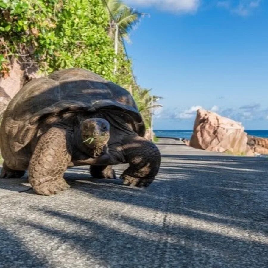 Turtle island