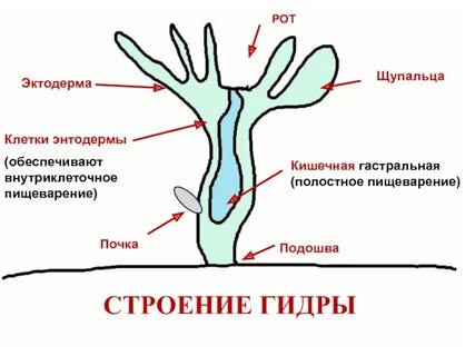 Кровеносная система кишечнополостных