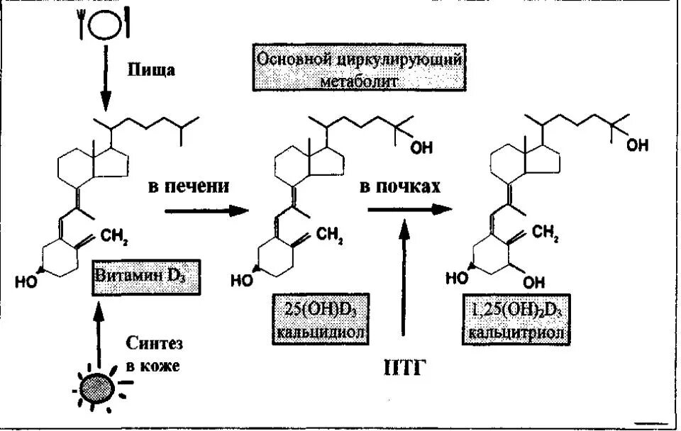 Синтез витаминов в коже. Схема синтеза витамина д3. Схема синтеза кальцитриола из витамина д3. Синтез витамина д3 из холестерина биохимия. Синтез витамина d3 биохимия.