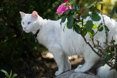 Большая белая кошка