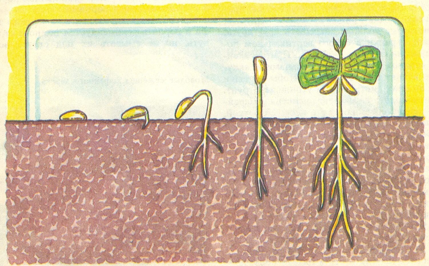 Этапы оста. Прорастание семена в почве. Иллюстрация посев семян. Прорастание кофейных семян. Прорастание из зерна.