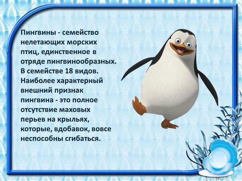 Информация о пингвинах. Рассказ о пингвине. Сообщение о пингвинах. Доклад про пингвинов. Рассказы про пингвинов для детей