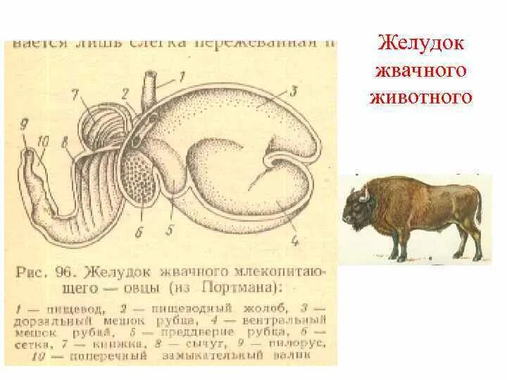 Строение многокамерного желудка жвачных. Строение желудка у жвачных парнокопытных животных. Строение многокамерного желудка у животных. Строение желудка жвачных млекопитающих.