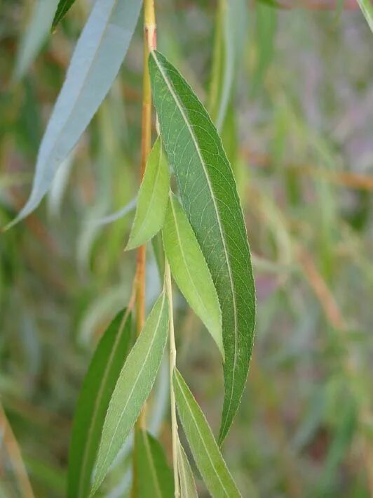 Ива белая (Salix Alba). Ива белая или ветла (Salix Alba). Salix Alba плод. Форма листа ивы