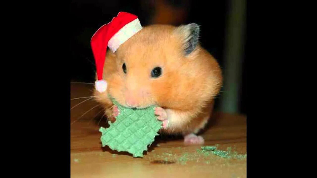 14 июня hamster. Обои с хомячками. Хомяк сирийский. Дрессированный хомяк. 14 июня hamster.