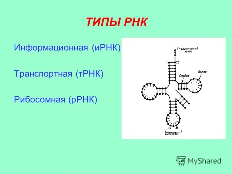 Размеры рнк