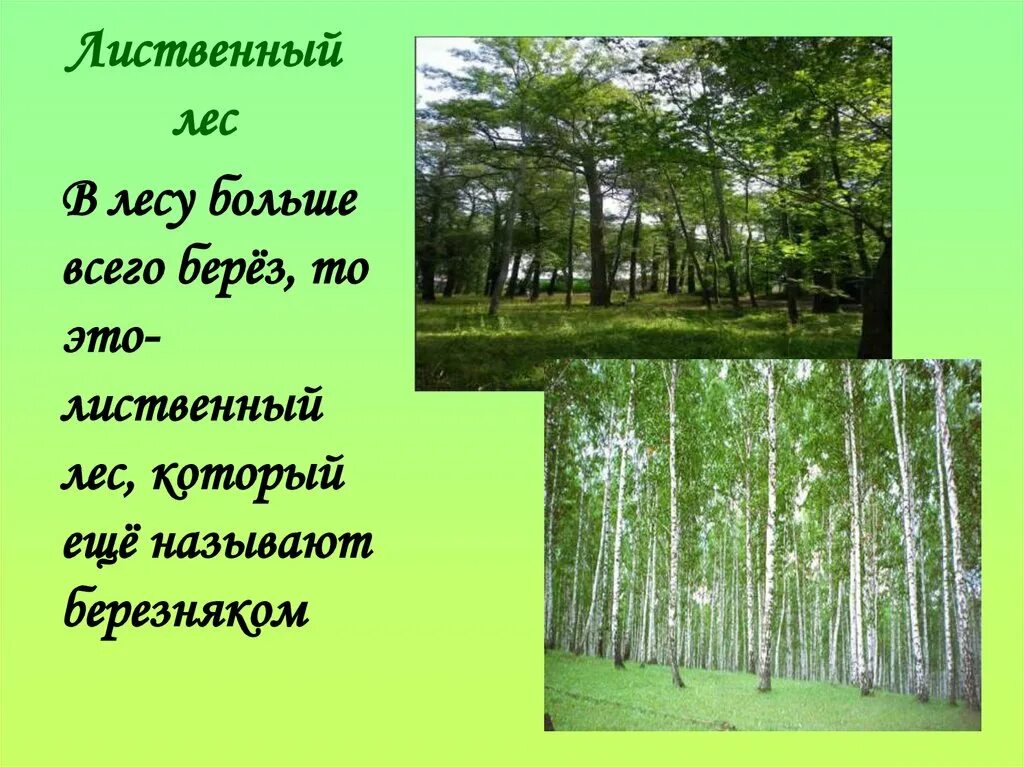 Лиственный лес. Деревья лиственного леса. Растения лиственных лесов. Описание лиственного леса.