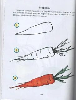 Морковь имеет