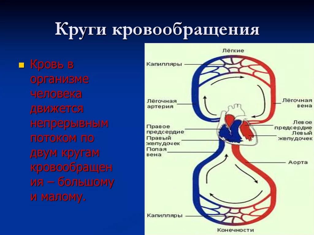 Направление кругов кровообращения. Круги кровообращения. Большой круг кровообращения. Артерии большого круга кровообращения схема. Капилляры большого круга кровообращения.