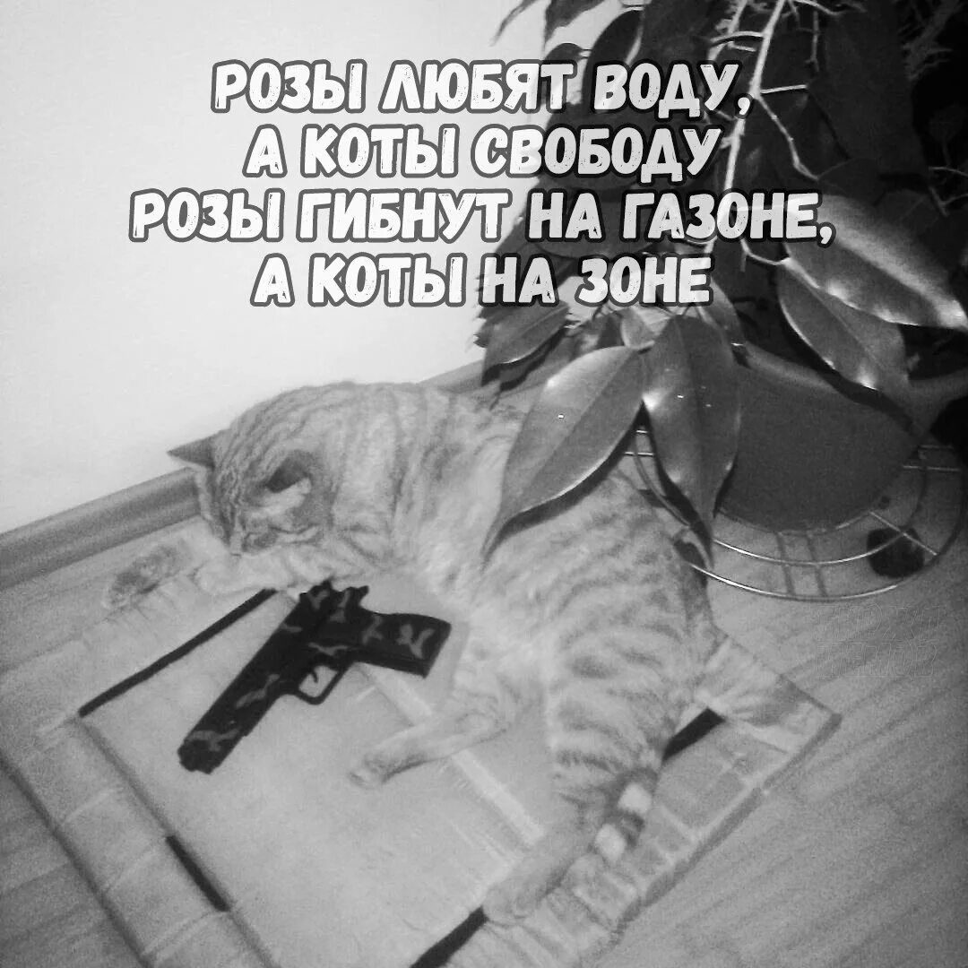 Розы гибнут