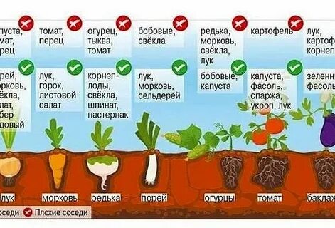 Сколько перца для огурцов