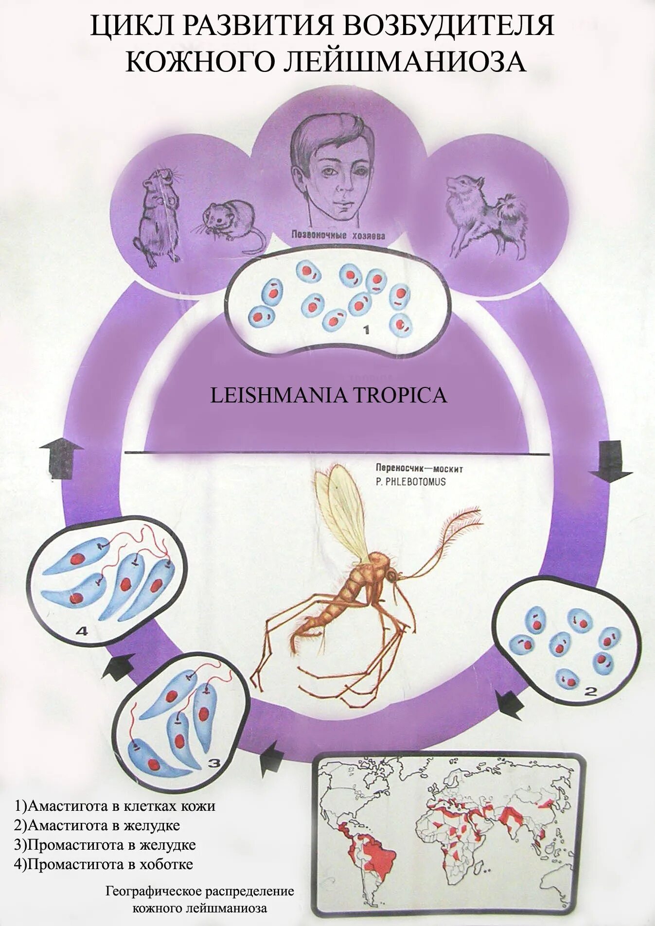 Жизненный цикл возбудителя. Кожный лейшманиоз жизненный цикл. Цикл развития возбудителя кожного лейшманиоза. Цикл развития кожной лейшмании. Цикл развития лейшмании схема.