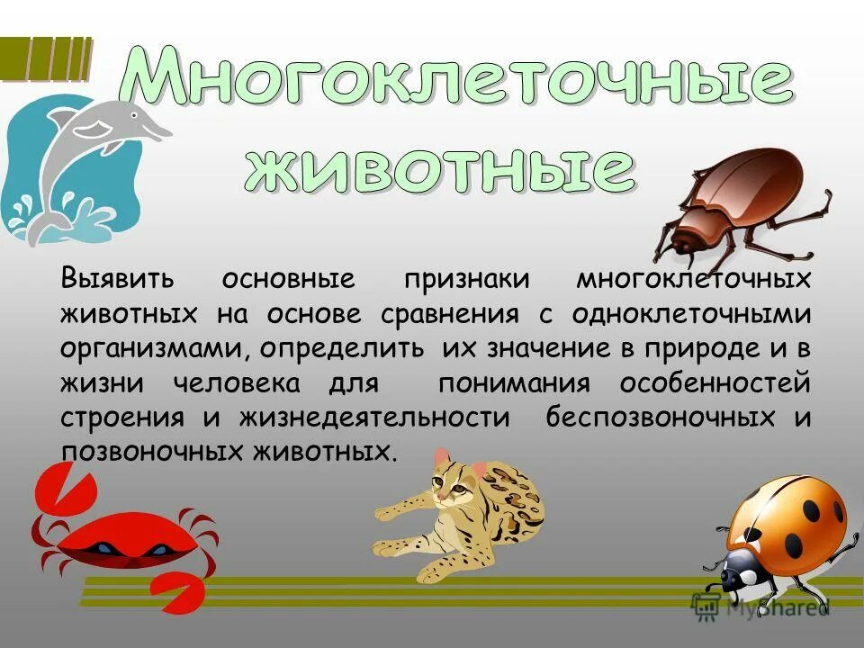 Назовите общие признаки многоклеточных животных. Многоклеточные животные значение. Общая характеристика кишечнополостных. Подцарство многоклеточные классификация. Назовите общие признаки многоклеточных животных.