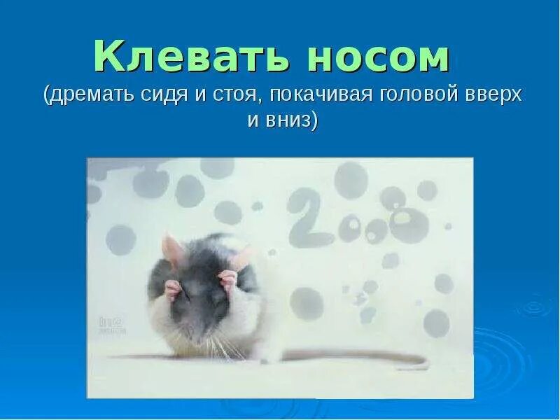 Что значит клевать носом. Клевать носом. Клевать носом фразеологизм. Клевать носом рисунок. Клевать носом значение.