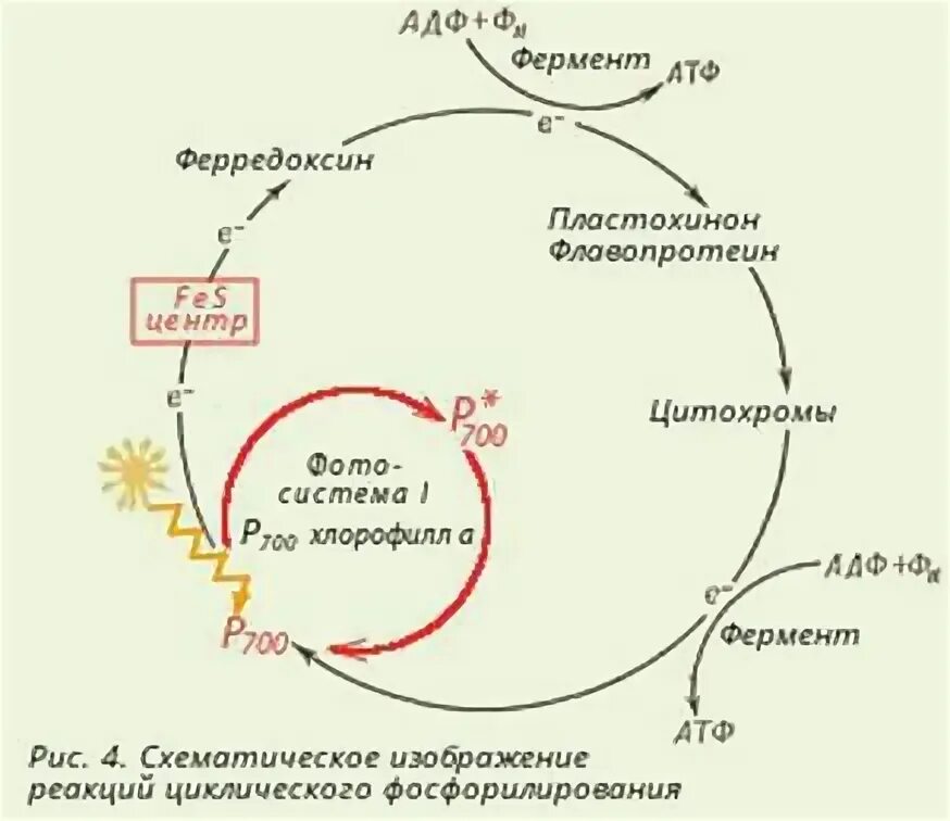Окислительное фосфорилирование в цикле кребса. Схема циклического фосфорилирования. циклическое фотосинтетическое фосфорилирование. схема нециклического фосфорилирования. фотосинтетическое фосфорилирование схема.