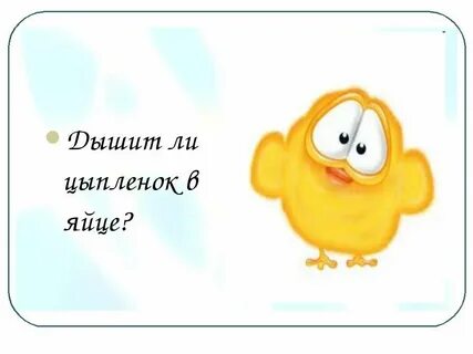 Цыпленок дышит открывая рот