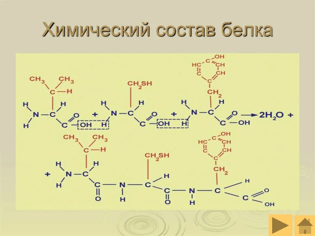 Структурная формула белков. Формула белков в химии. Химический состав белков формула. Общая формула белков химия. Химический белок.
