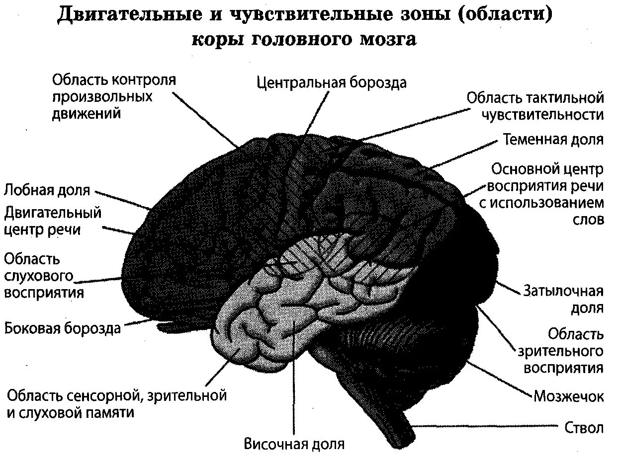 Наличие коры головного мозга. Чувствительные зоны коры головного мозга. Функциональные зоны коры головного мозга. Сенсорная зона коры головного мозга.