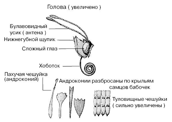 Чешуекрылые строение ротового аппарата. Строение головы бабочки. строение головыа бабочки. головка бабочки строение. чешуекрылые ротовой аппарат.