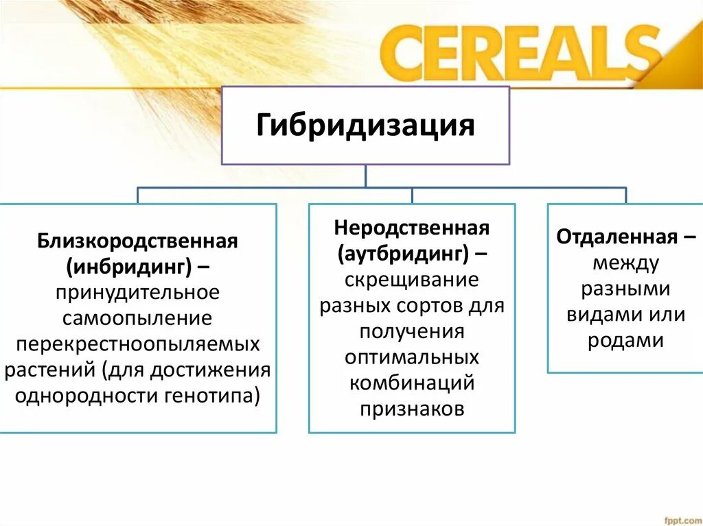 Гибридизация близкородственное скрещивание. Методы селекции аутбридинг инбридинг. Гибридизация инбридинг и аутбридинг. Гибридизация близкородственная(инбридинг). Инбридинг аутбридинг отдалённая гибридизация.