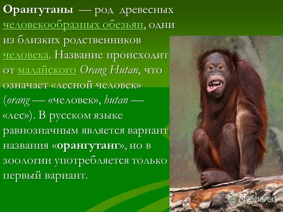Информация о орангутанге. Доклад про орангутанга. Интересные факты про обезьян. Интересные факты о орангутанге.