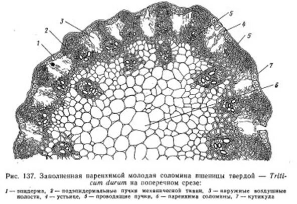 Проводящая ткань поперечного сечения стебля растения. Основная ткань поперечного сечения стебля растения. поперечный срез стебля яснотки. поперечное сечение стебля основная ткань. поперечный срез стебля соломины.