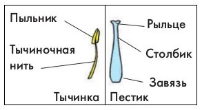 Что значит рыльце
