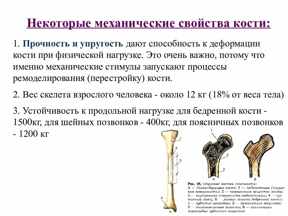 Какая структура обеспечивает кости в ширину. Механические свойства костей организма. Перечислите механические свойства костей. Свойства костей человека. Строение и свойства костей.