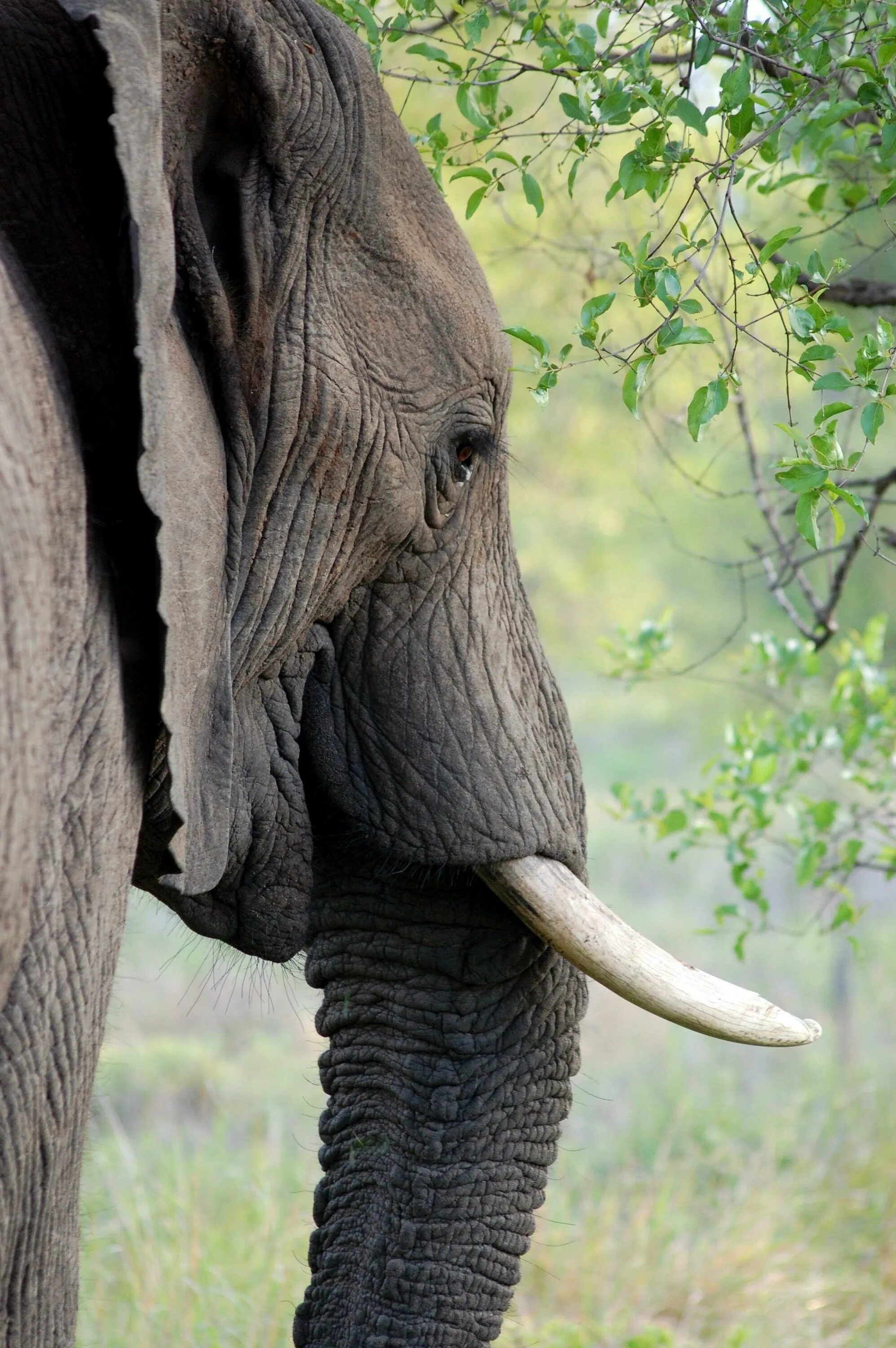 Elephant tusks. Индийский слон с бивнями. Бивни африканского слона. Слоновий бивень. Слоны с бивнями.