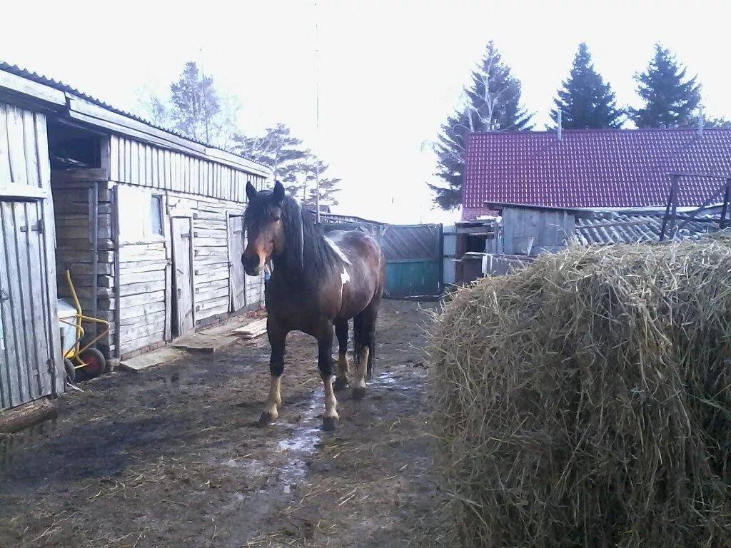 Кони Омск. Авито лошади. Продажа лошадей в Омской. Кто продаёт коней в Горьковском районе.