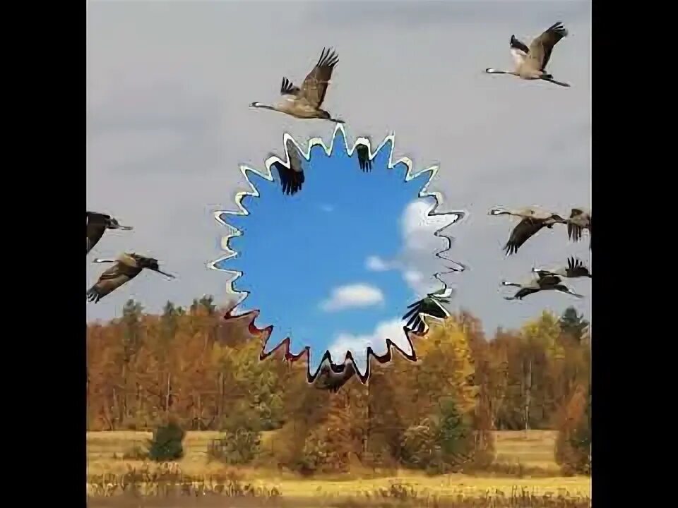 Журавли минус для школы. Журавли минус для школы