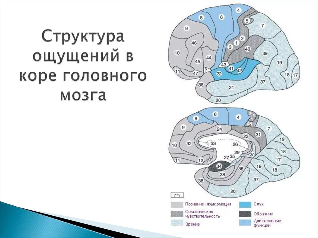 Структура ощущения. Формирование ощущения в коре головного мозга.. ощущение это отражение в коре головного мозга. где формируются ощущения в мозгу.