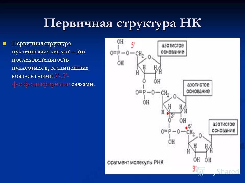 Первичная структура нуклеотида. Строение нуклеиновых кислот первичная структура. Структура нуклеиновых кислот первичная структура. Первичная структура нуклеиновых кислот нуклеиновых кислот. Первичная структура нуклеиновых кислот ДНК.