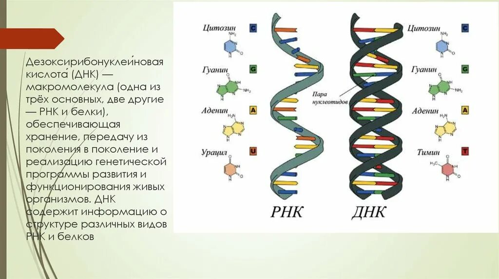 Строение РНК биология. Три основные макромолекулы ДНК РНК. ДНК И РНК. Структура ДНК 1953. Молекулы днк находится в хромосомах